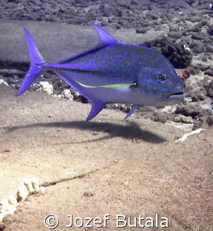 Blue Ulua by Jozef Butala 