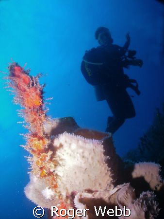 diver, coral, carribean by Roger Webb 