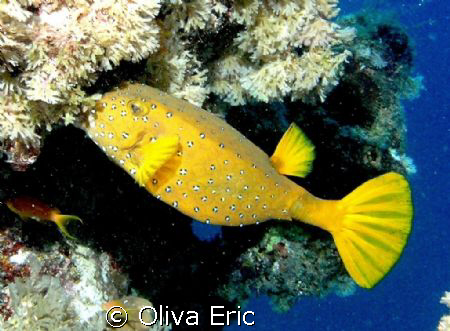 Poisson coffre jaune by Oliva Eric 