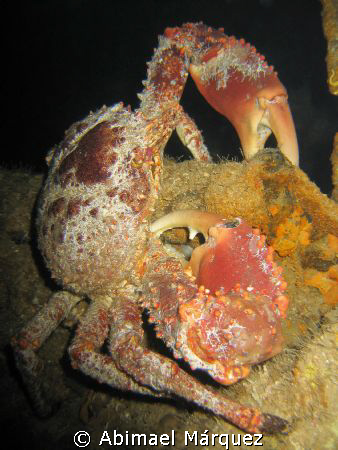 Channel Clinging Crab by Abimael Márquez 