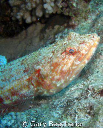 Fish by Gary Beecheno 