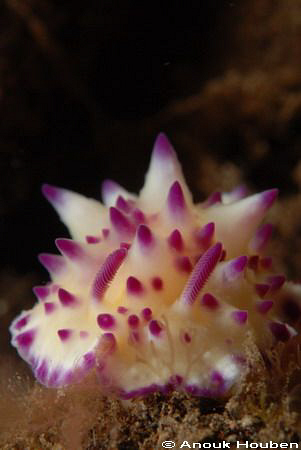 Mexichromis multituberculata. Picture taken on the houser... by Anouk Houben 