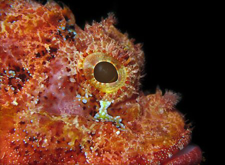 Scorpionfish  by Martin Dalsaso 