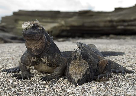 Marine Iguana's. Santiago. Galapagos. S5 PRO, 18-200mm. by Derek Haslam 