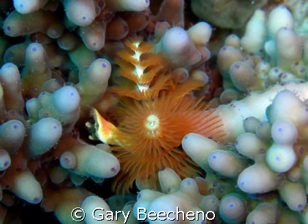 Christmas tree worm by Gary Beecheno 