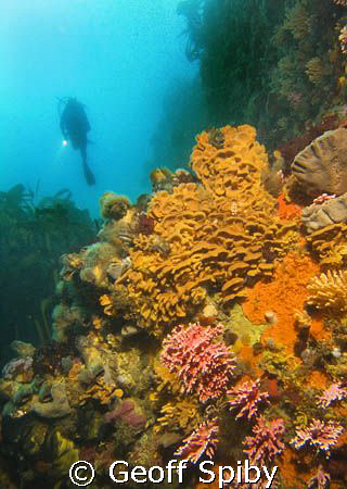 Star Walls off Hout Bay, Cape Town by Geoff Spiby 