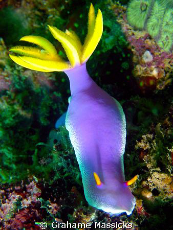 Found at Fan Canyon, Salang, Malaysia.  Shot on my Olympu... by Grahame Massicks 