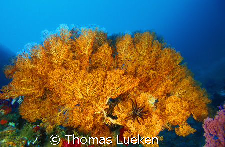 found in the Red Sea, F100 by Thomas Lueken 