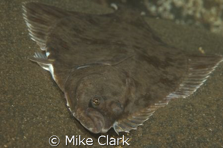 Plaice, Eyemouth  by Mike Clark 