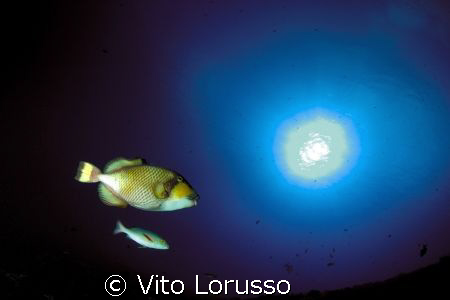Fishs - Balistoides Viridescens by Vito Lorusso 
