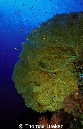 found in the Red Sea, F100 by Thomas Lueken 