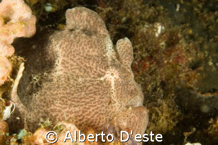 Frogfish Porto Galera by Alberto D'este 