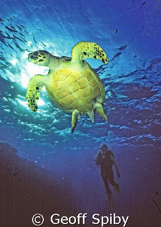 early morning dive at Brothers Islands
Nikonos 5 with 15... by Geoff Spiby 