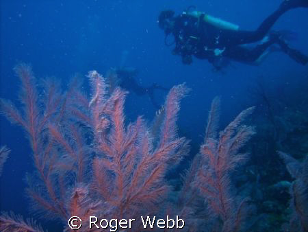 Windmill Shallows by Roger Webb 