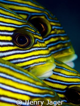 "Eyes and Stripes"    Raja Ampat, West-Papua (Macro lens ... by Henry Jager 