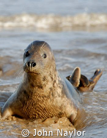 young grey seal. by John Naylor 