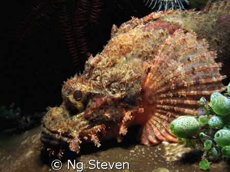 Scorpion fish by Ng Steven 