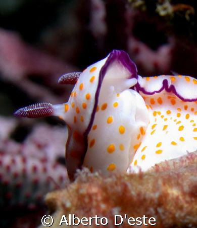 Nudibranchio by Alberto D'este 