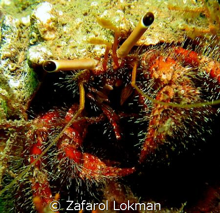 Crab.... by Zafarol Lokman 