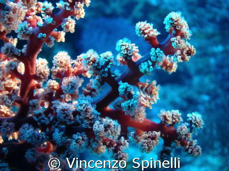 Coolpix 4600 with Fantasea case. artificial light, 25 m d... by Vincenzo Spinelli 