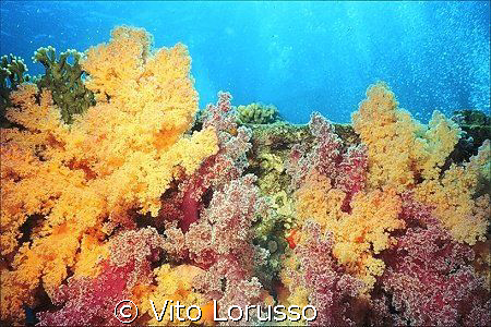 Corals - Dendronephthya Sp. by Vito Lorusso 