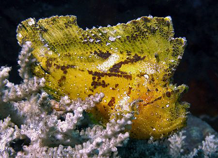 Leaf scorpionfish, Tulamben by Doug Anderson 