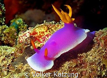 Nudibranch by Volker Katzung 