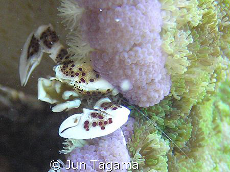porcelain crab by Jun Tagama 
