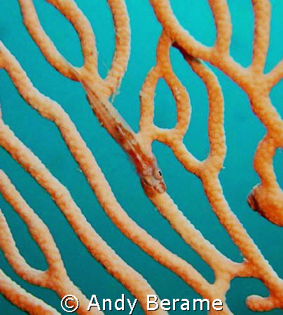 a pygmy gobie on a gorgonian sea fan @ Mactan Island by Andy Berame 