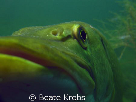 From a different angle, northern pike with Canon S70 and ... by Beate Krebs 