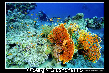 Fire corals by Sergiy Glushchenko 