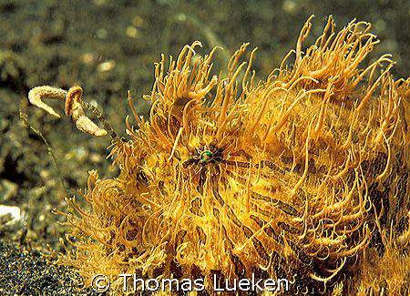 fishing hippie in Lembeh; F100 by Thomas Lueken 