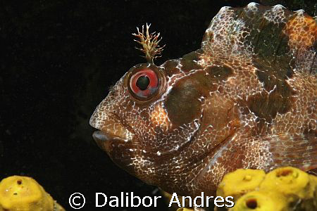 Tompot blenny - Parablennius gattorugine, EOS 350D, EF-S ... by Dalibor Andres 