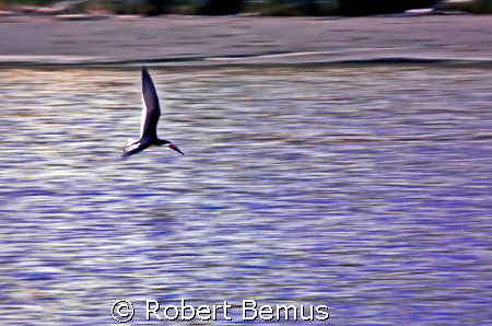 Reconnaissance/Black Skimmer, Rynchops niger, shutter pri... by Robert Bemus 