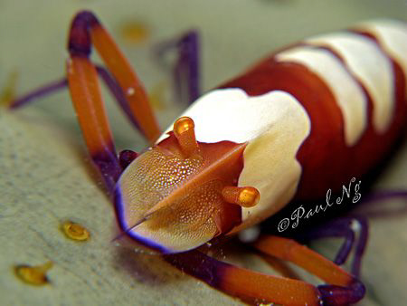 Imperial partner shrimp by Paul Ng 