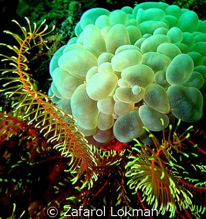 Coral  by Zafarol Lokman 