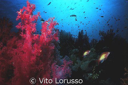 Corals - Dendronephthya Sp. by Vito Lorusso 