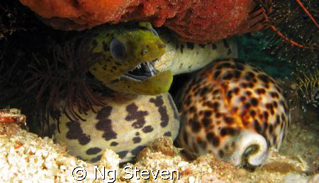 The Serpent and its egg.  by Ng Steven 