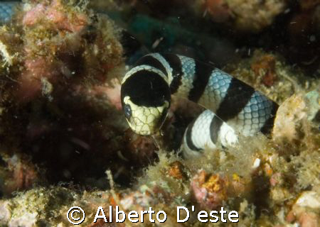 Kirk in Philippines, Puerto Galera by Alberto D'este 