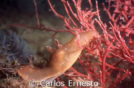 Aplysia punctata.
Motormarine II and Ys-60 by Carlos Ernesto 