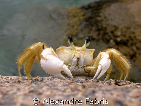 Campeche Island, Florianopolis, SC by Alexandre Fabris 