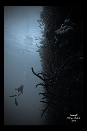 Great Wall West - 
Bloody Bay -
Little Cayman by Neil Van Niekerk 