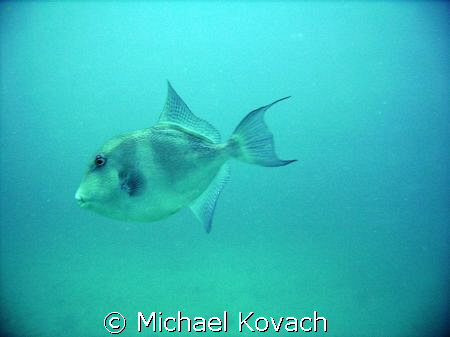 Trigger Fish on the third reef line off Hillsboro Beach by Michael Kovach 