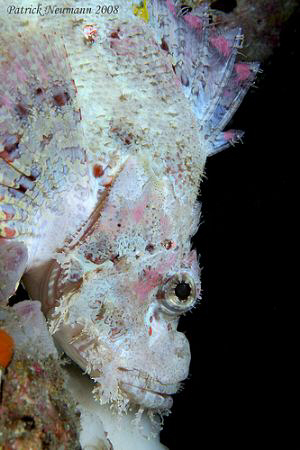 ALBINO SCORPION taken with Canon 400D+60mm macro lens by Patrick Neumann 