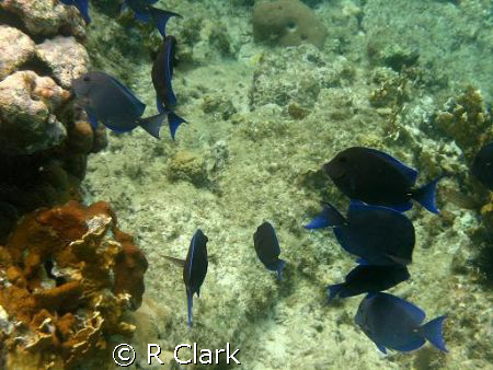 BVI tropical fish by R Clark 