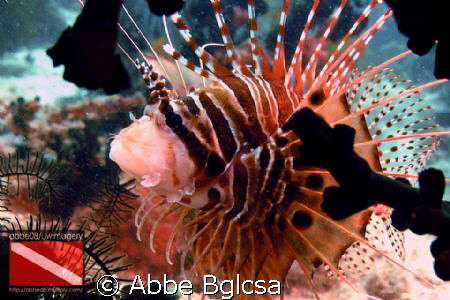 Are they considered King of the Reefs? Like Lions as king... by Abbe Bglcsa 