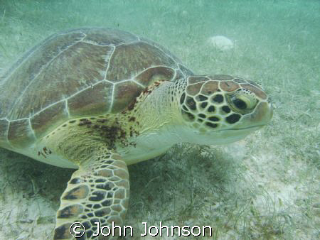 this is a dc500 sealife, the pic is at a eco park about 3... by John Johnson 