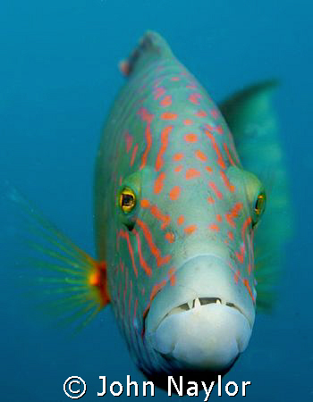 abudjubbe wrasse. by John Naylor 