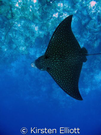 eagle ray by Kirsten Elliott 
