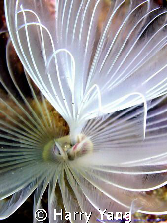 2008/05/03 CASIO EX-Z1000  8mm  F/5.6  1/60sec.
Kenting,... by Harry Yang 